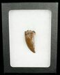 Big Nanotyrannus Tooth - South Dakota #4546-2